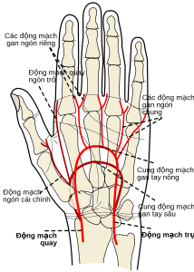 hệ thống tĩnh mạch động mạch bàn tay