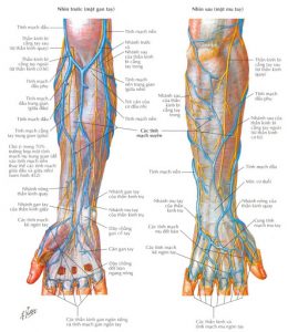 hệ thống tĩnh mạch cánh tay