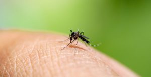 Virus Zika gây bệnh đầu nhỏ trẻ em gây ra bởi muỗi vằn Aedes mang mầm bệnh