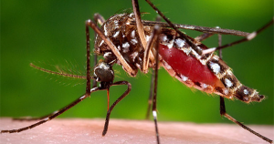 muỗi gây bệnh sốt xuất huyết