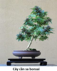 cây cần sa bonsai