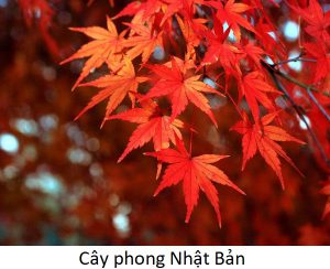 điểm tương đồng giữa lá cây cần sa & lá cây phong lá đỏ Nhật Bản